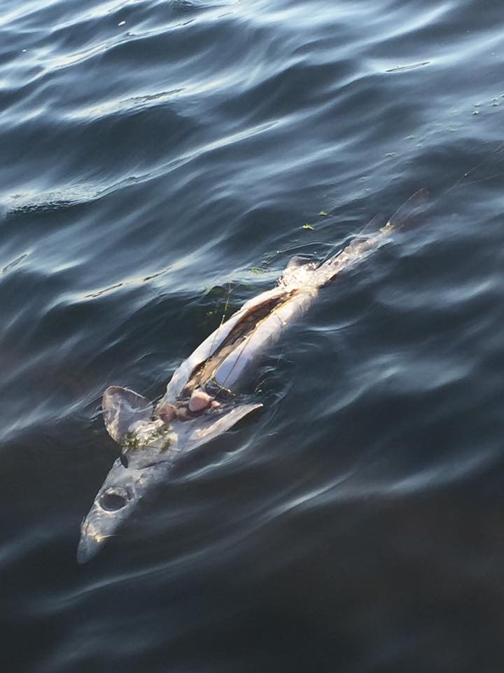 Dead Sturgeon 3